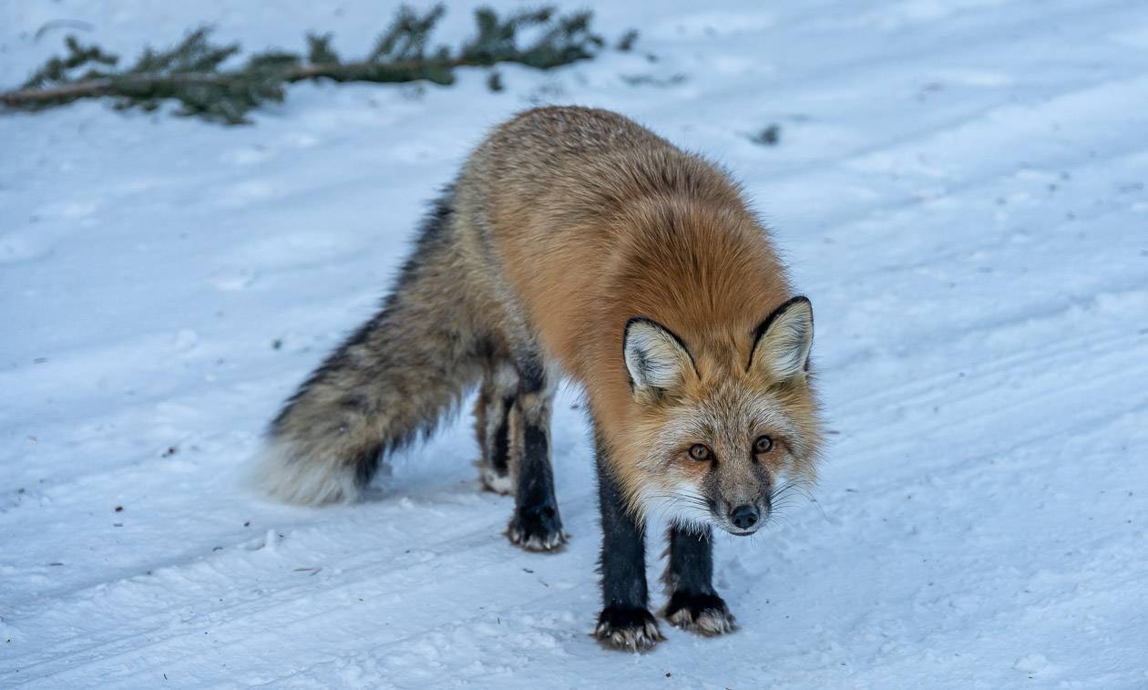 This fox is regularly seen in winter along one of the roads in the Prince Albert National Park