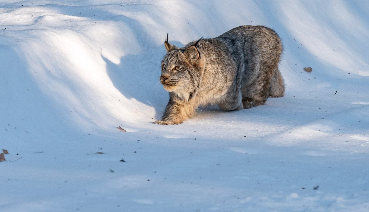 The big thrill for everyone was seeing this lynx about 5 minutes after we'd seen the fox