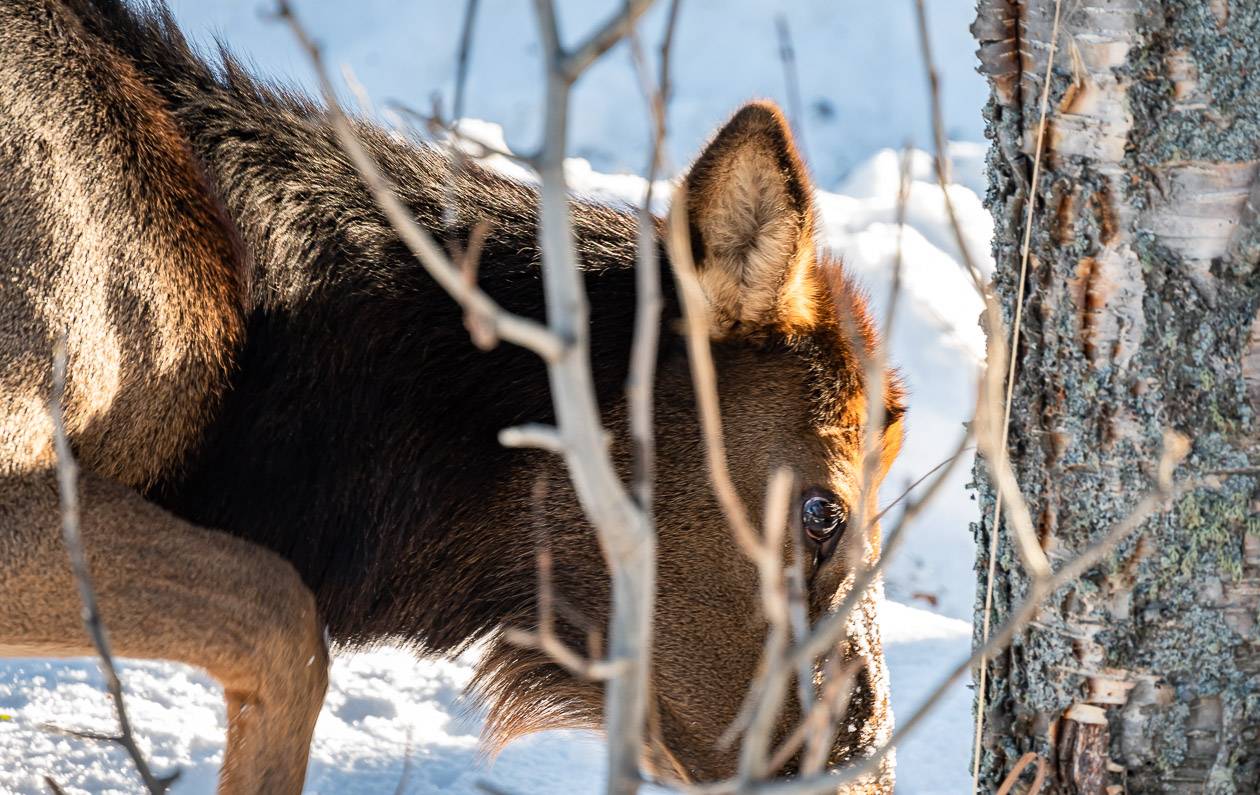 Even though elk are a common sight in the park I still enjoy seeing them