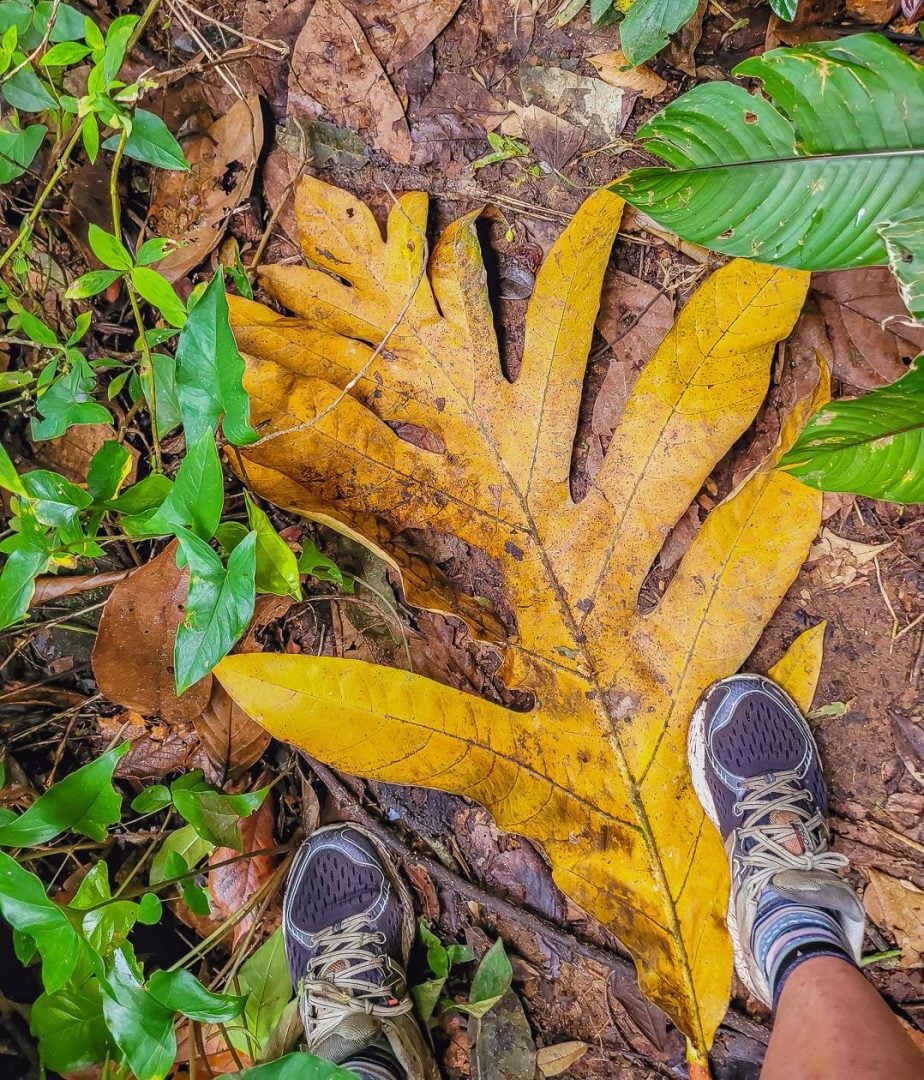 Passed this giant breadfruit leaf on the hike to the Glassy Pools - one of the super fun Dominica adventures