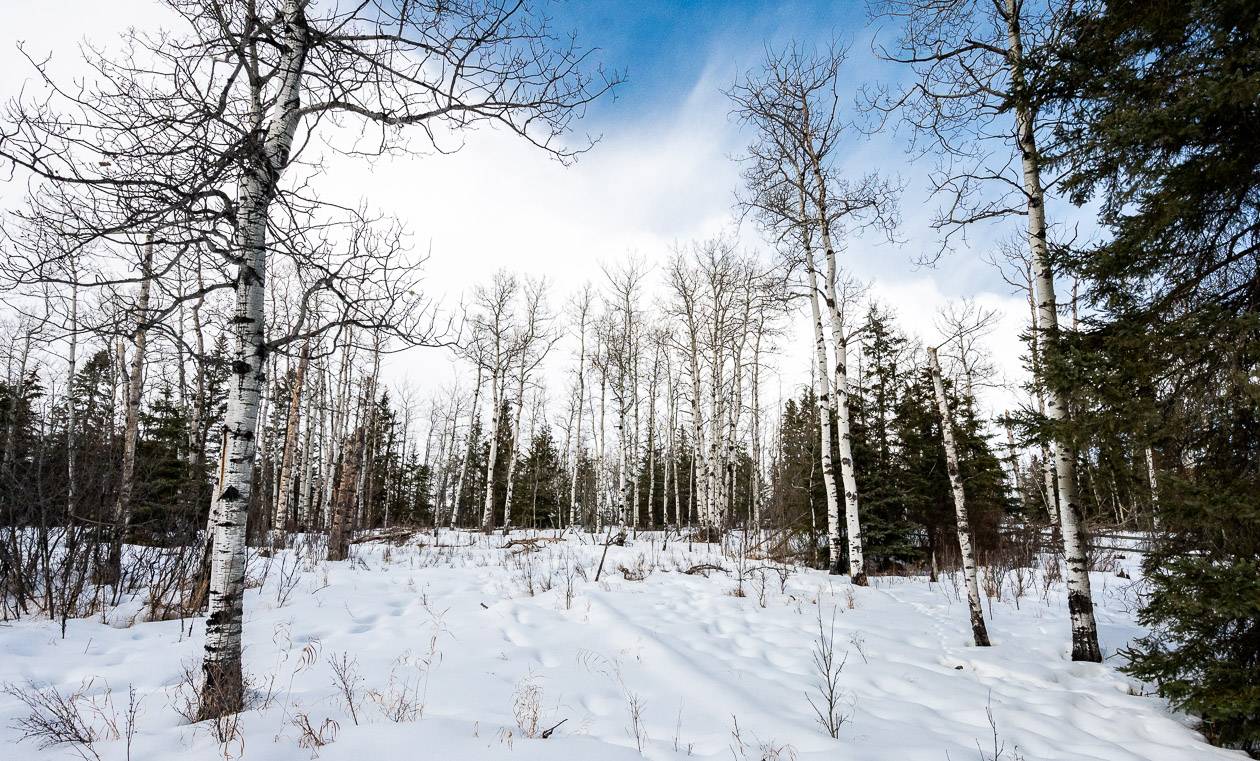 I loved the variety of trees you can see on a winter walk at the J.J. Collett Natural Area just outside of Lacombe