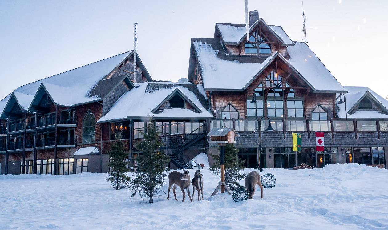 Expect to see deer roaming the Elk Ridge Resort property