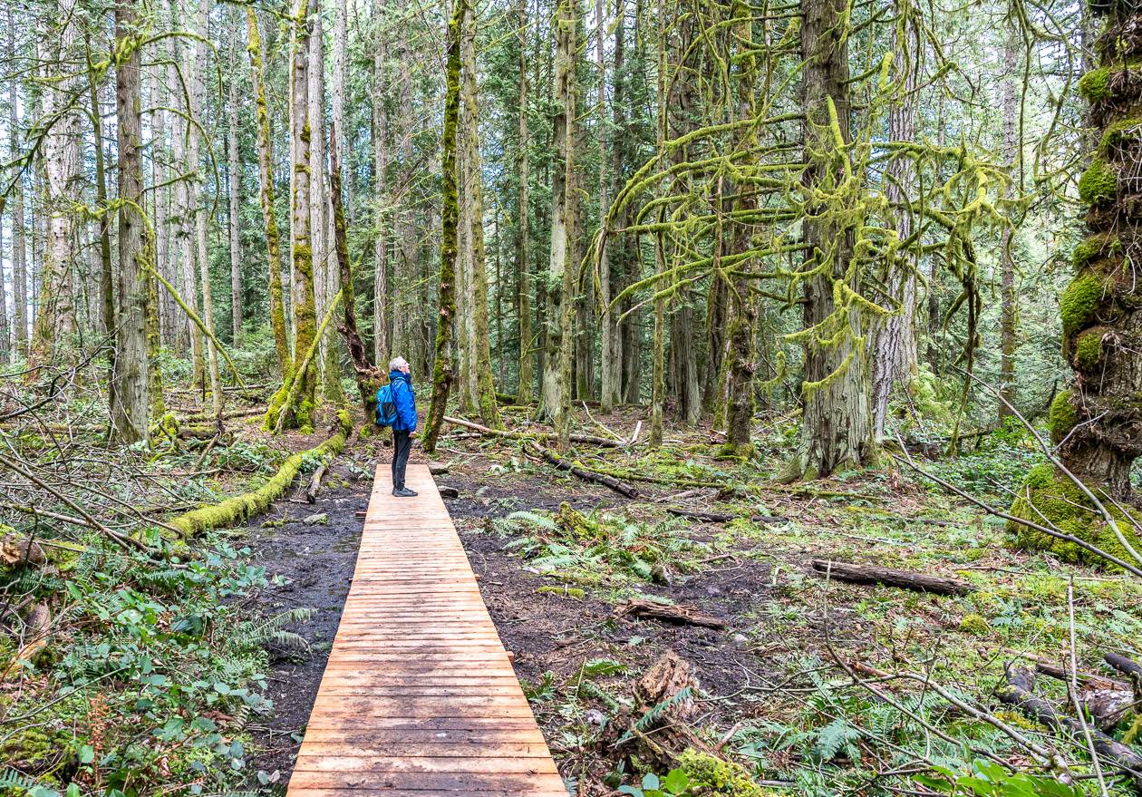 A short boardwalk section on the Chris Hatfield trail