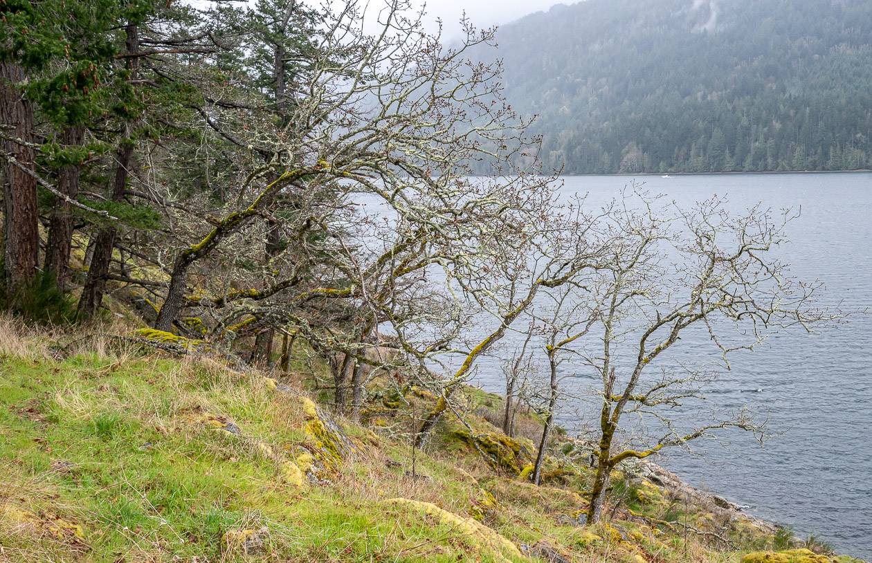 One one the best Salt Spring Island hikes takes you to Daffodil Point where there are Garry oak trees