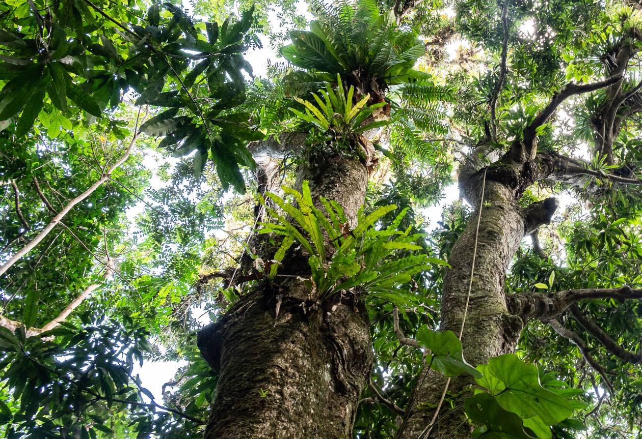 Don't forget to look up in the rainforest