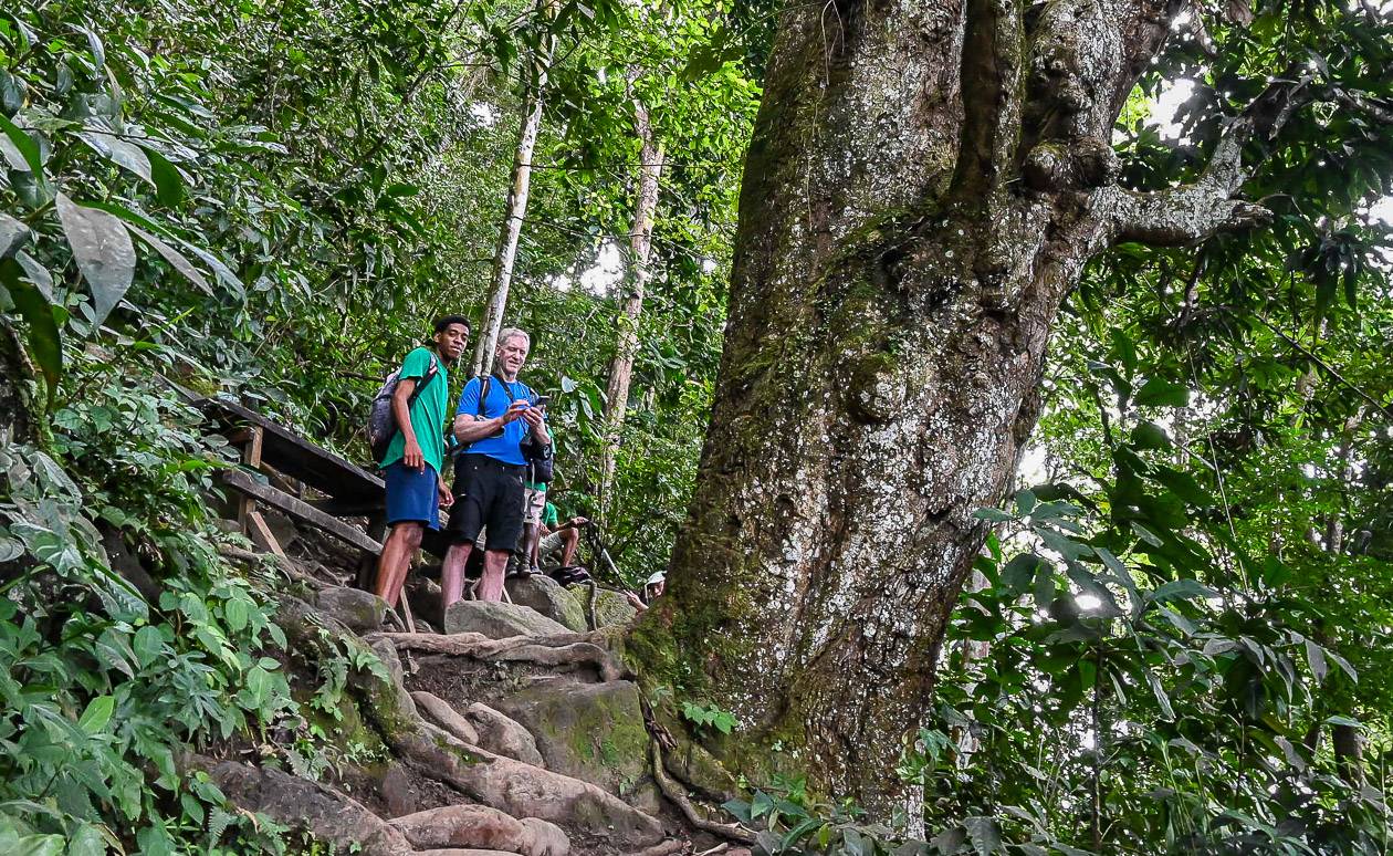 An impressive tree about three-quarters of the way up the Gros Piton hike