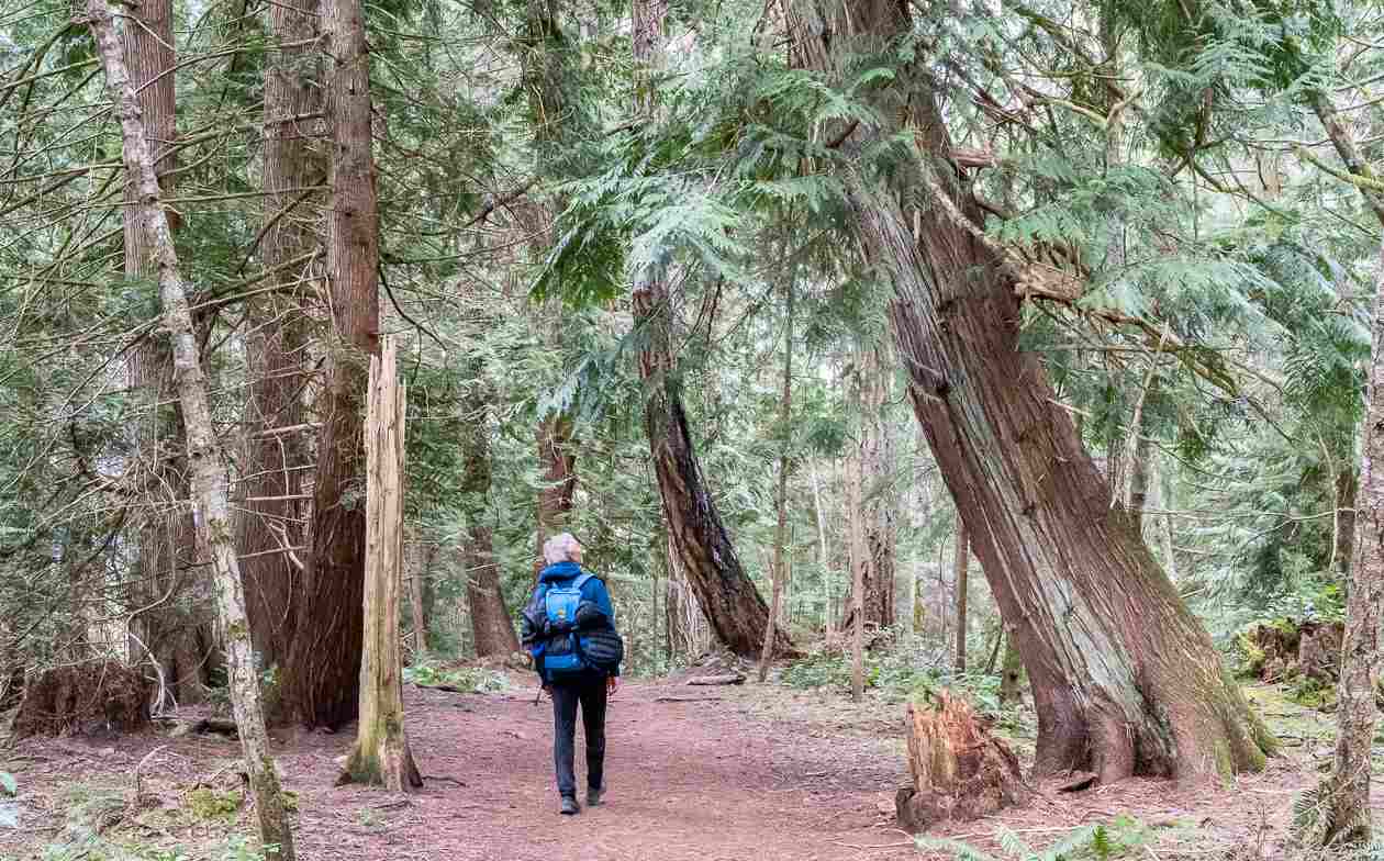 There are some fantastically big trees on the Mt. Erskine hike