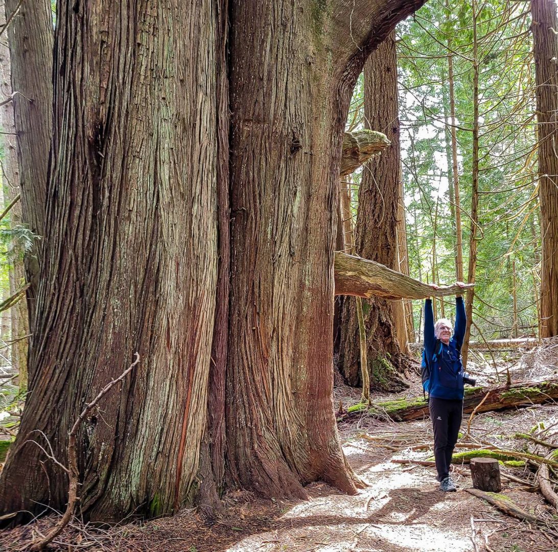 One of the magnificent trees we saw on the hike down