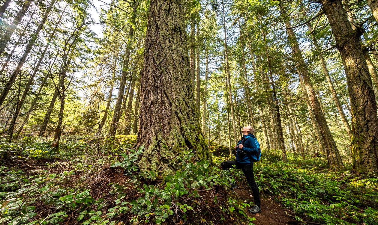 Beautiful trees on the Mount Maxwell hike, Salt Spring Island