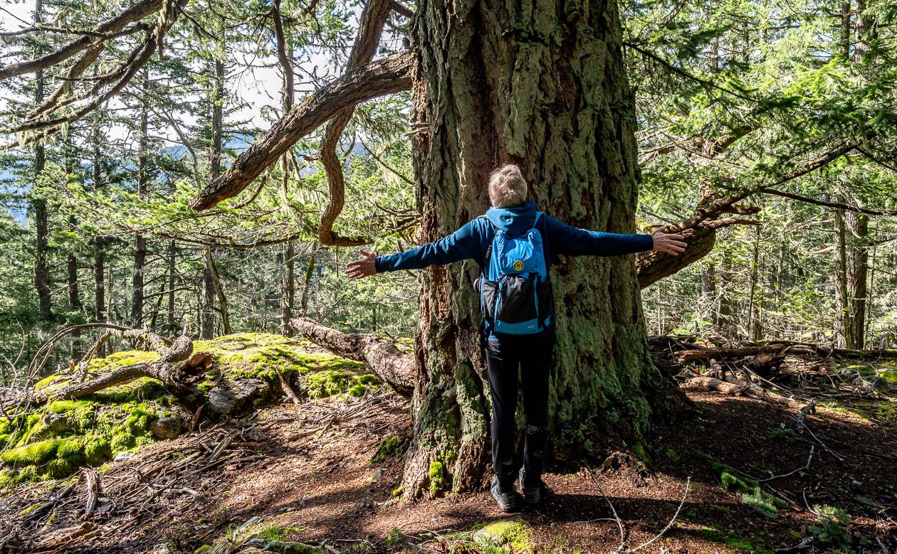 One of the grand large trees you pass on the hike up Mount Maxwell