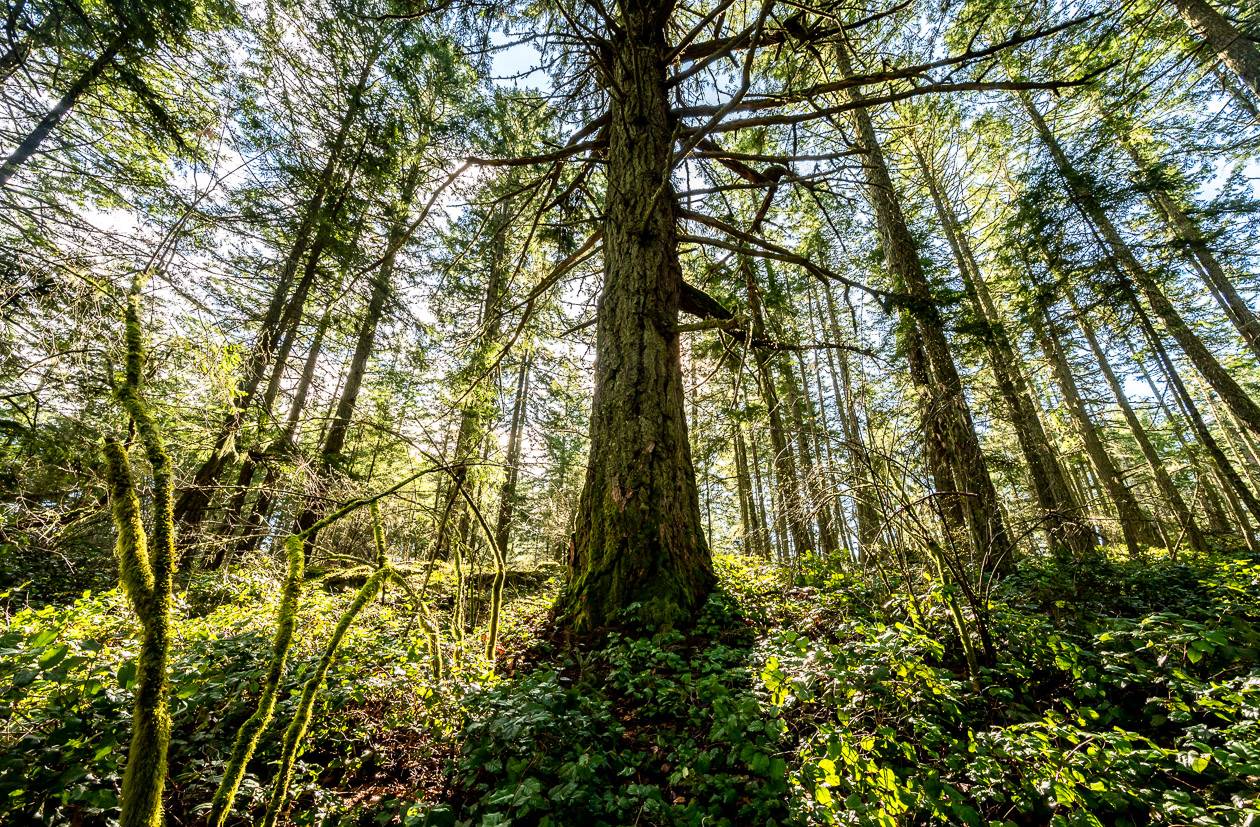 Fantastic trees at the start of the Mount Maxwell hike