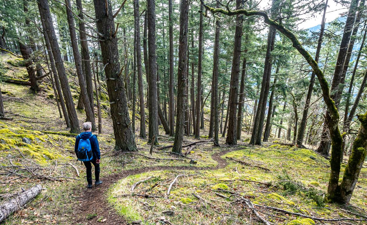 Easy trail to follow on the way up Mount Maxwell