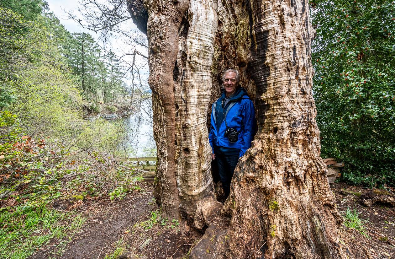 One of the big trees near trail #1