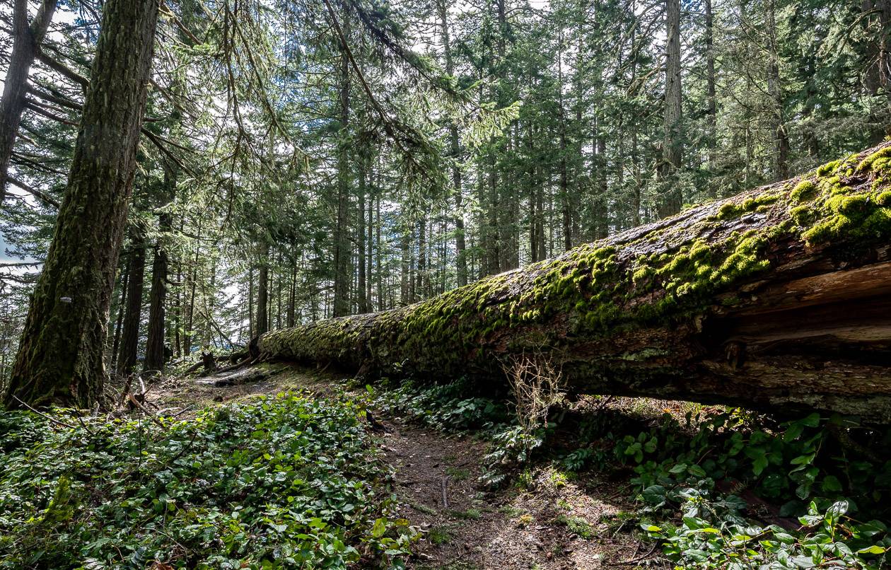 When you see this tree parallel to the trail you're almost at one of the best viewpoints from Mount Maxwell