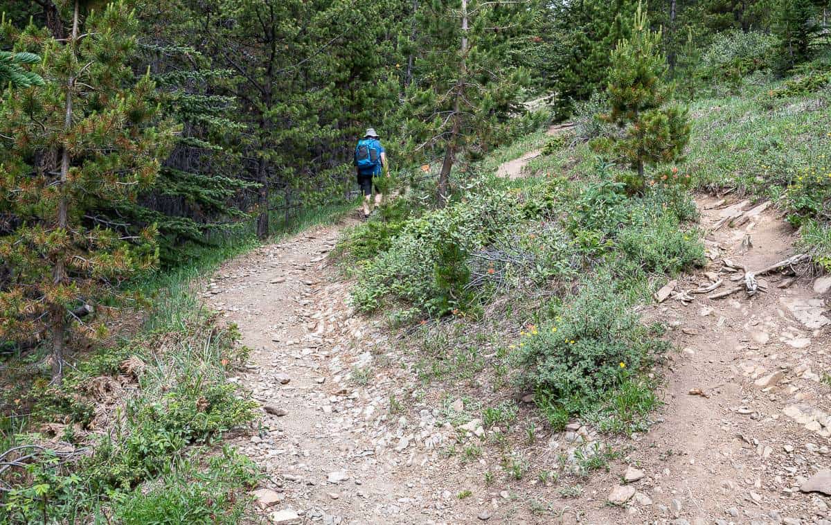 Hike in and out of the forest on the Allstones Trail