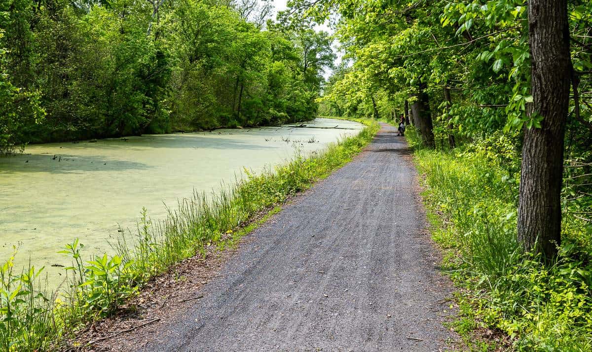 Biking the C&O Canal trail beside a riverway filled with algae and turtles