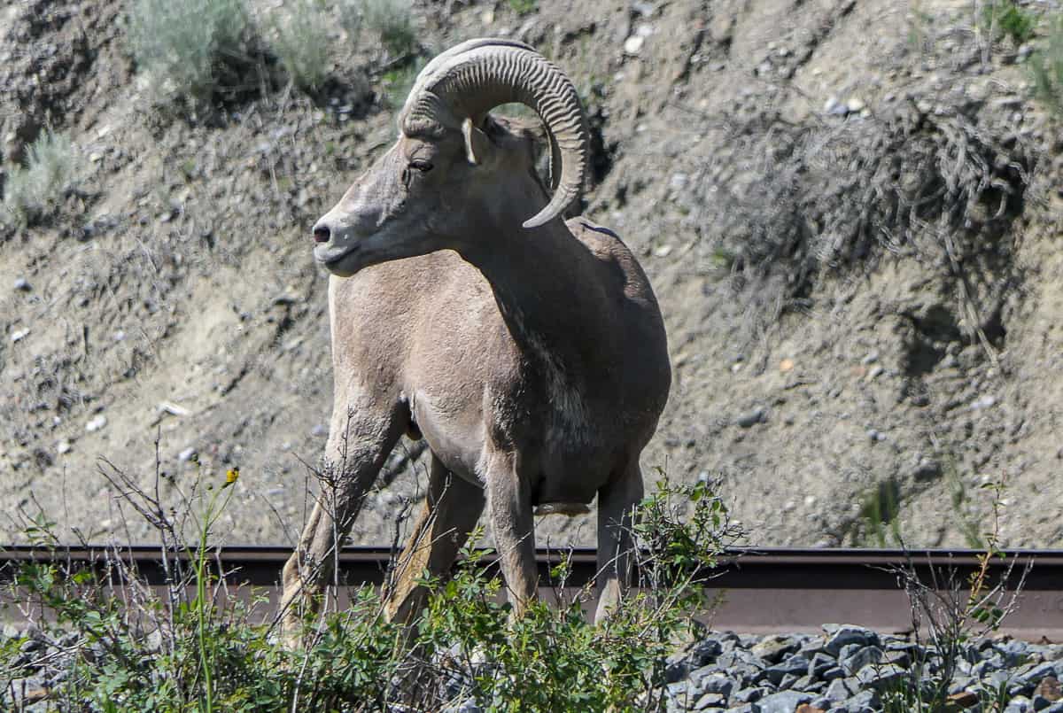 You'll almost certainly see bighorn sheep on a trip to the Columbia Valley