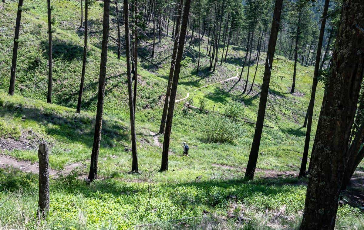 Lovely open forest hiking on the Juniper Trail near Radium Hot Springs