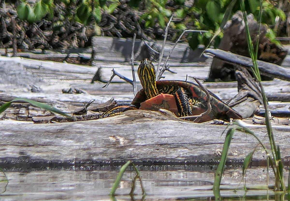 You might see painted turtles if you paddle the Columbia River