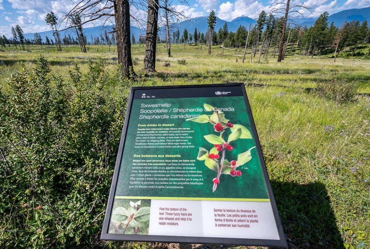 Lots of interesting information on local plants via interpretive signage on the Redstreak Restoration trail