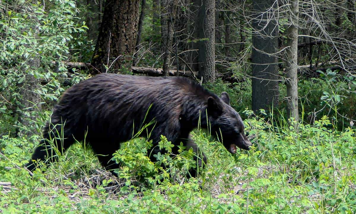 Black bear seen on the drive in to Nipika Mountain Resort - completely uninterested in us