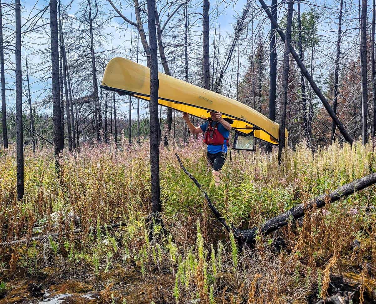 Portaging through a burn in Woodland Caribou