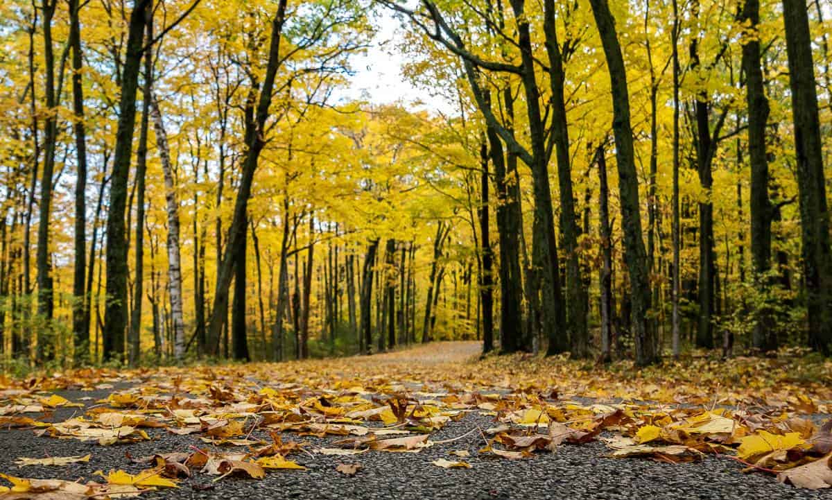 This is what it looks like in Peninsula State Park in Door County in fall