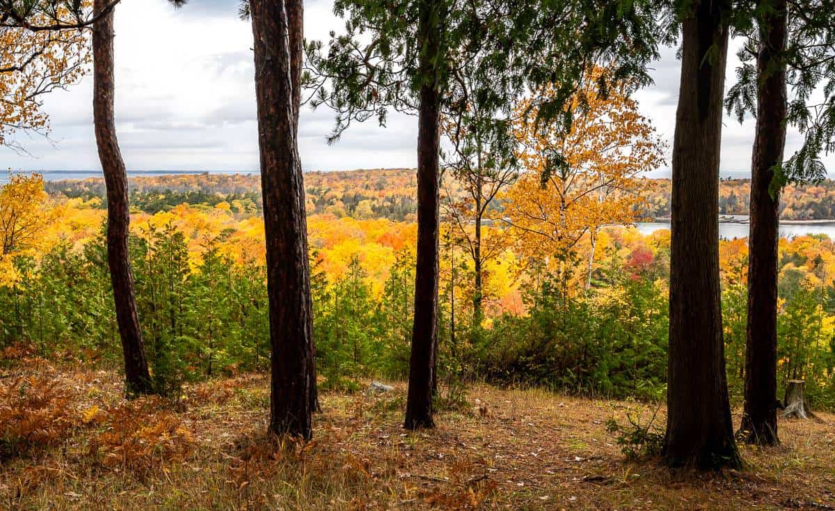 Love the unrelatedness of visionless tree trunks and sunny coloured fall foliage