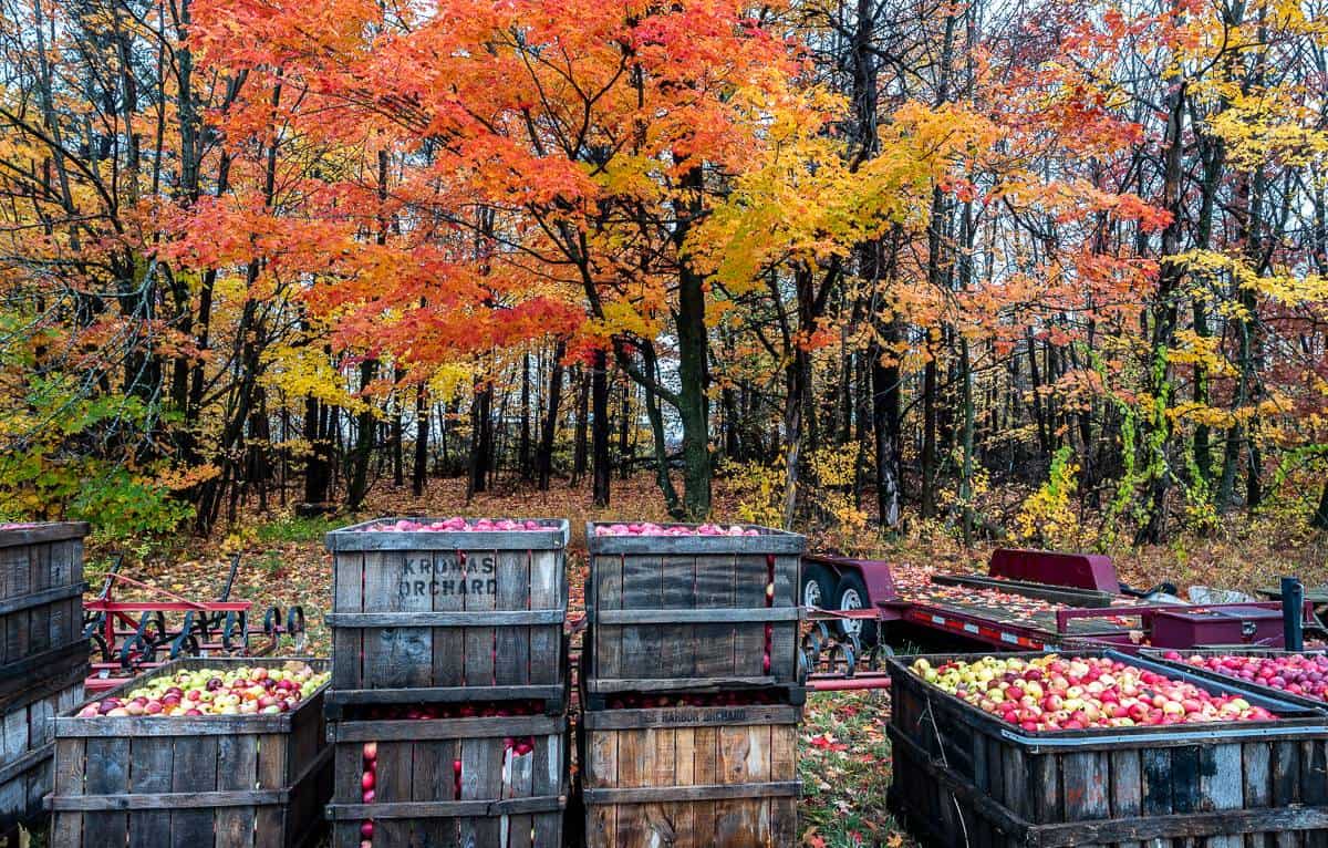 Bins of freshly picked apples at Krowas Orchard in Bailey's Harbor