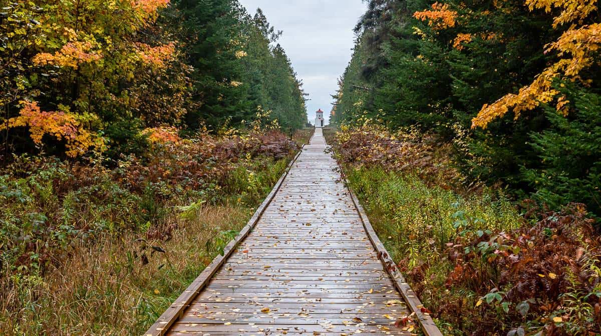 Looking down the boardwalk to a lighthouse in The Ridges Sanctuary