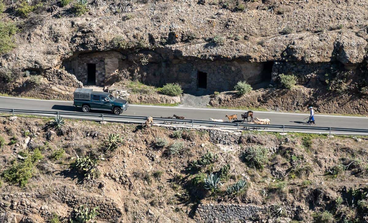 Watching the goats and the cars meet from above while hiking in Gran Canaria