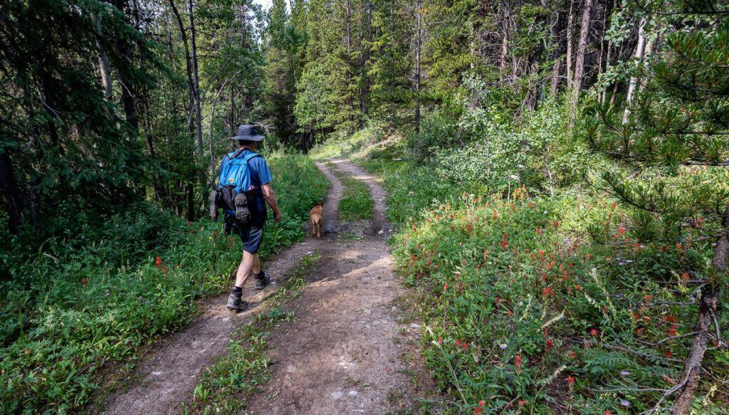 Walk an old road towards Carnarvon Lake lined with wildflowers, shrubs and trees