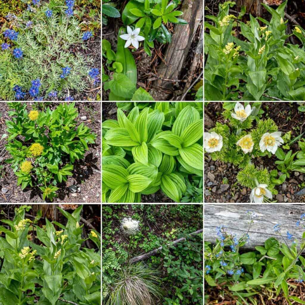 Some of the wildflowers we saw on the Southfork Lakes hike