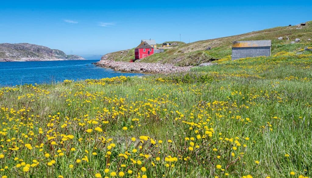 Dandelions galore paint a colourful picture on the island