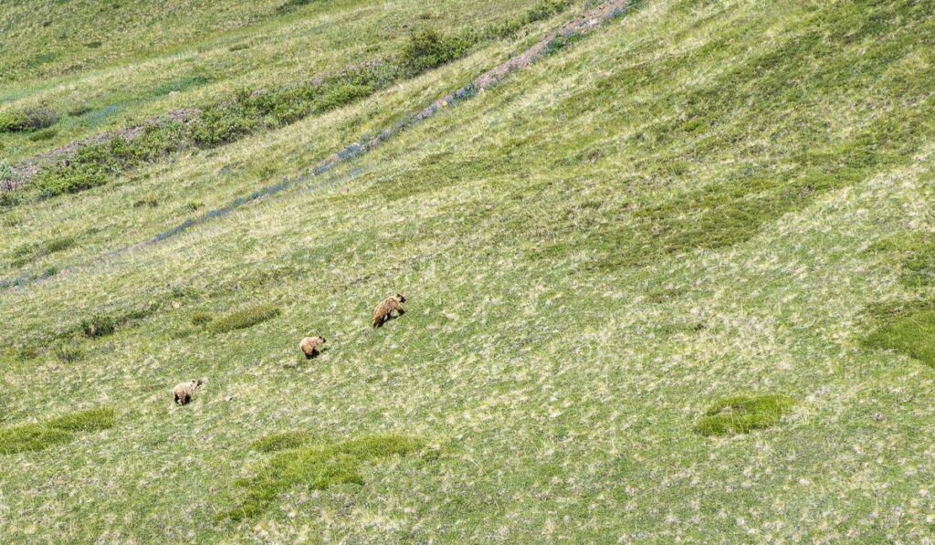 Mama grizzly with two cubs had bluff charged us from a distance and then took off running up a mountain