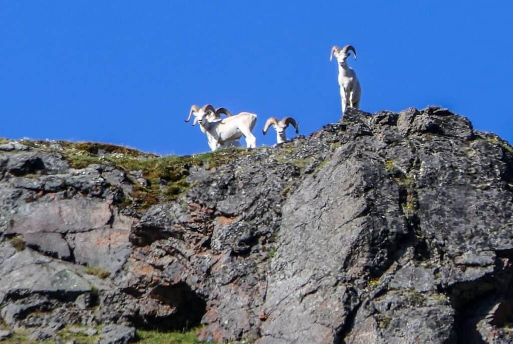 Near the ridge we planned to climb were the only Dall sheep we saw all week but they disappeared very quickly