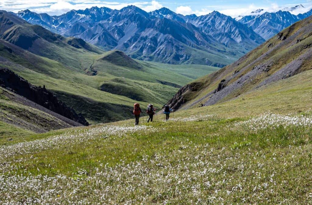 Descending through a field of wild cotton grass