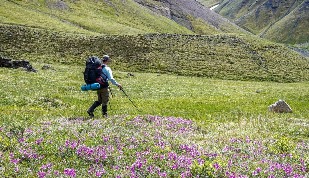 Backpacking through wildflowers to the Duke River in Kluane National Park