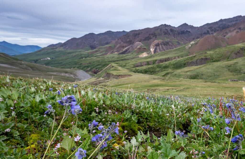 Hiking above our campsite into a world of green and wildflowers