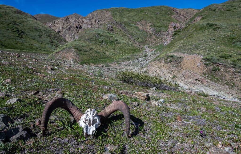 Saw this old sheep skull just 30 minutes from camp while backpacking in Kluane National Park