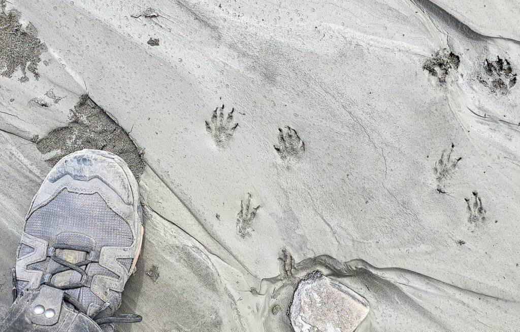 So many animal tracks of all sizes along the Duke River - it was like an animal highway