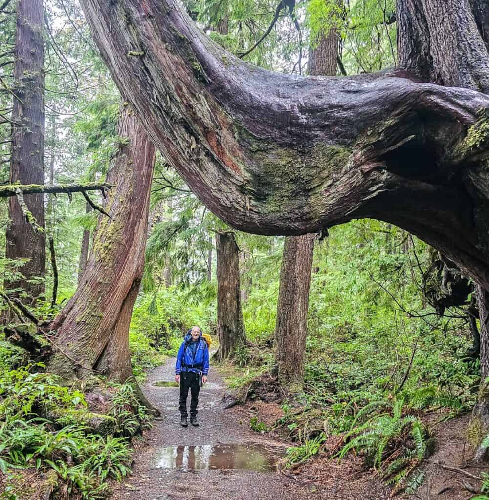 Beautiful big trees on the St. Joseph Bay trail.