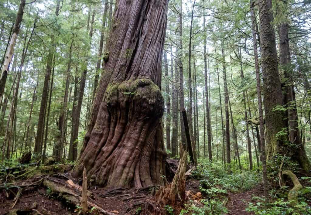 One of the huge old cedar trees seen along the St. Joseph Bay Trail.