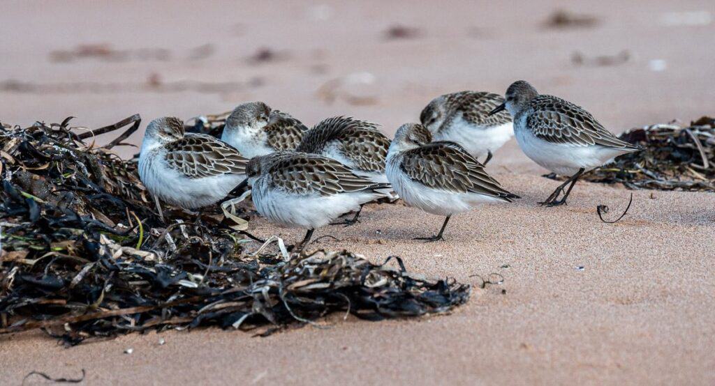 I think these are sanderlings