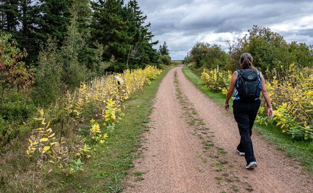 Walking past a section of milkweed on the Confederation Trail as part of The Island Walk