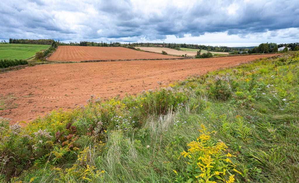 I pass quintessential PEI farms with red soil