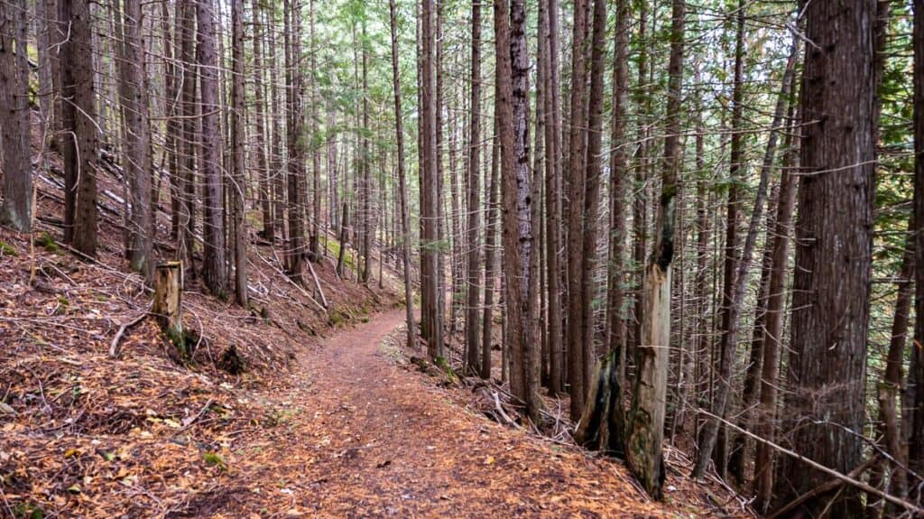 A forested section of the Galena Trail near Three Forks