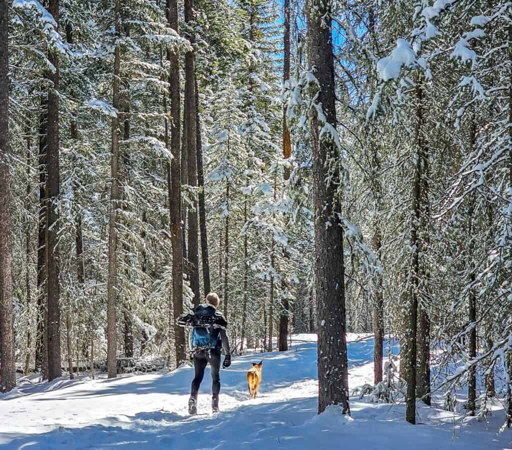 Very pleasant winter hiking heading south towards Evan Thomas Creek