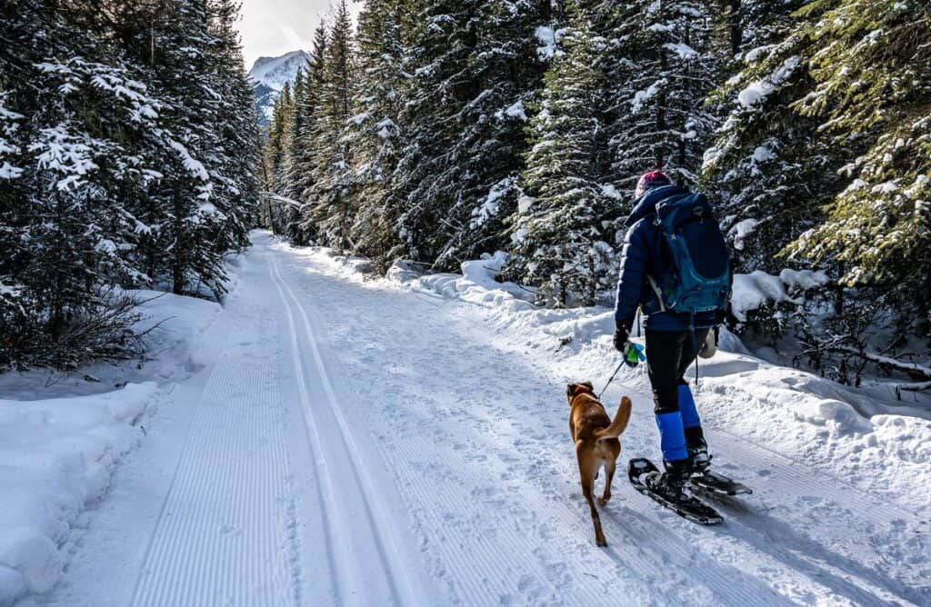 Start the winter hike or snowshoe to the Green Monster on a flat trail beside cross-country ski tracks