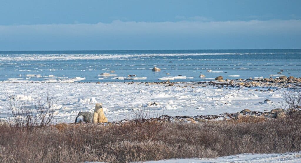 A polar bear in Churchill, Manitoba waiting for the sea ice to form